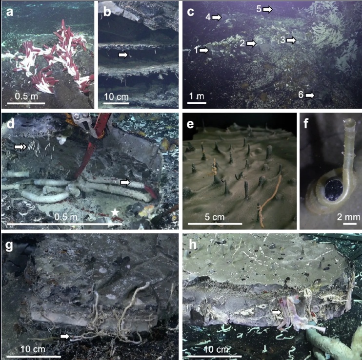 skoulikia-okeanos.jpg